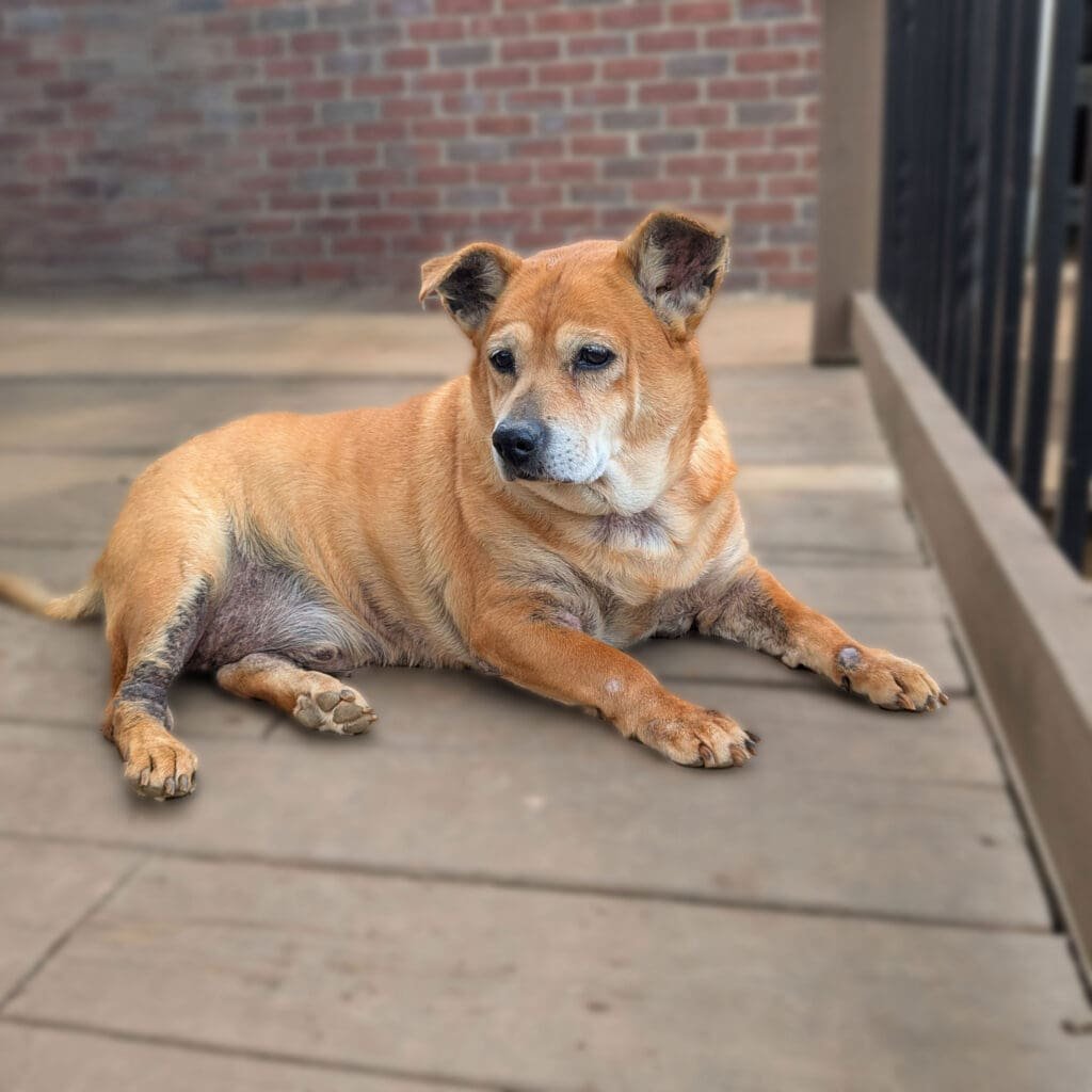 Brown senior corgi mix dog lying on a wooden porch