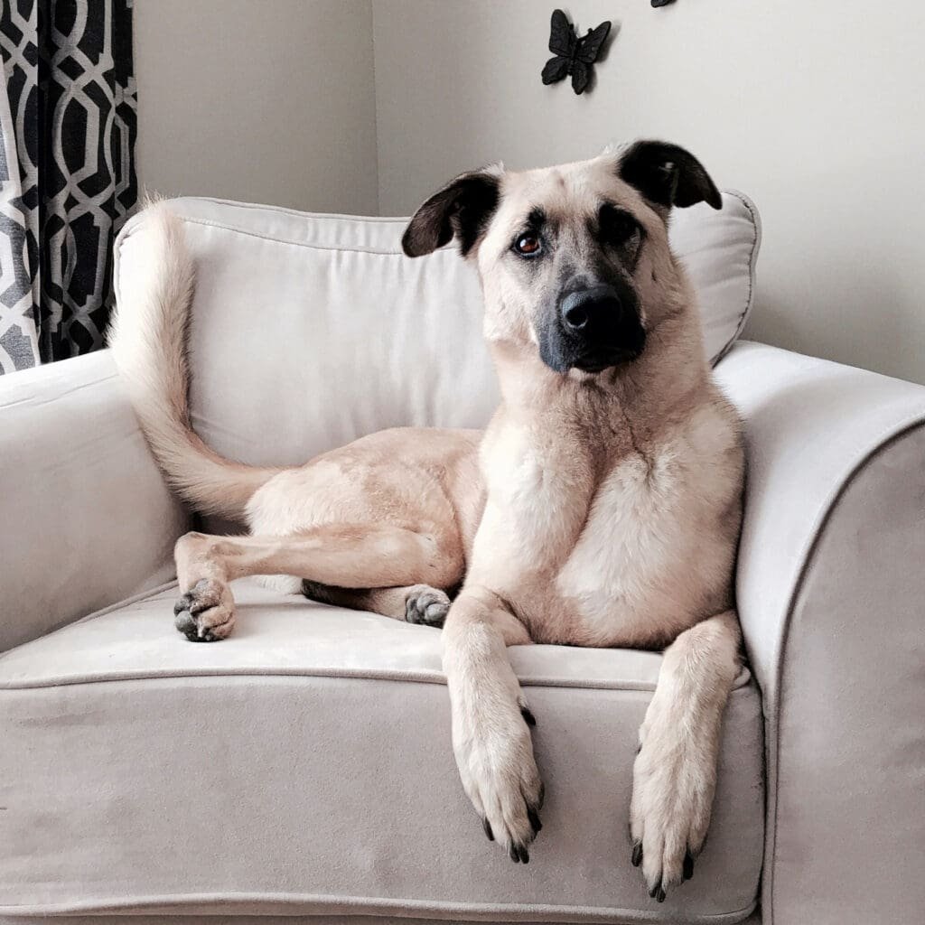 Kangal dog sitting on a beige sofa