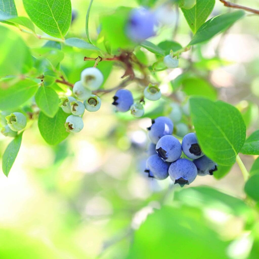 Blueberries hanging from tree