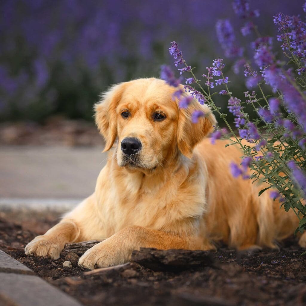 Golden retriever dog on the floor in the garden next to lavender scrub