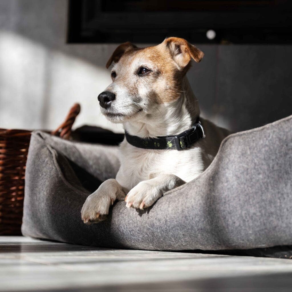 dog-relaxing-in-dog-bed-by-wicker-basket-