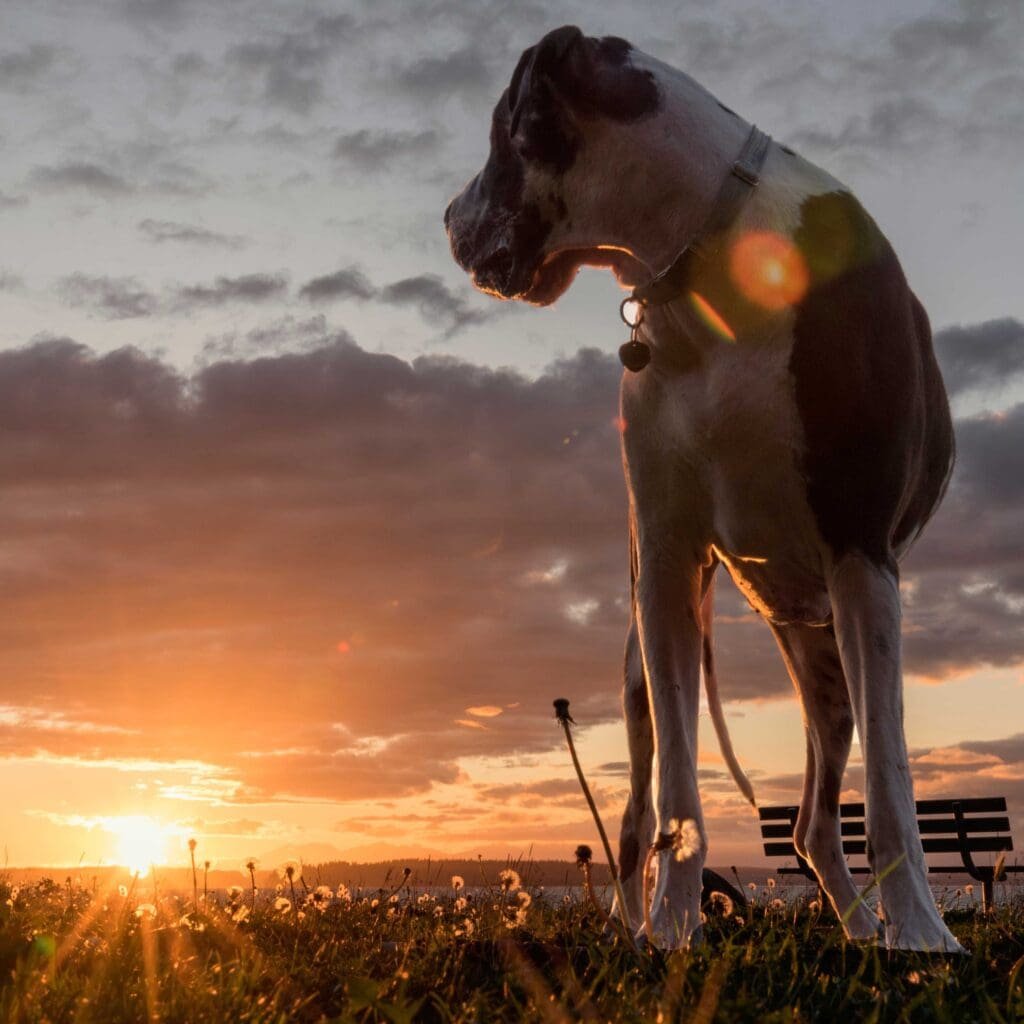 Great dane dog standing on a field outside at dawn
